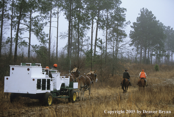 Upland bird hunters in mule drawn carriage hunting for Bobwhite quail.