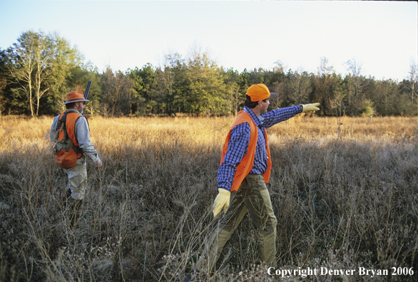 Upland bird hunters in field hunting for Bobwhite quail.