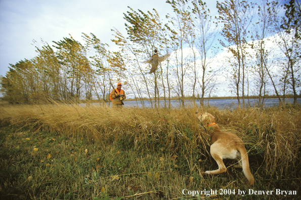 Upland bird hunters with yellow Labrador Retriever, shooting at pheasant.