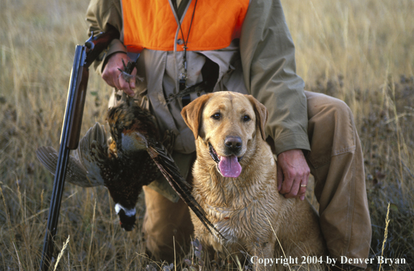 Yellow Labrador Retriever with hunter and pheasant