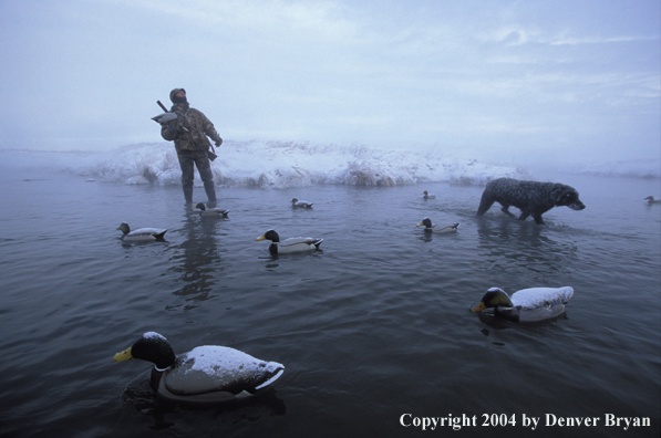 Waterfowl hunter with black Lab setting decoys. 