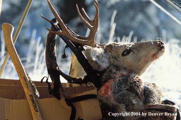 Mule deer kill in pack.