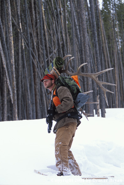 Big game hunter packing elk rack out on snowshoes.