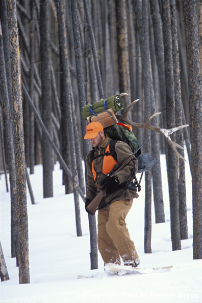 Big game hunter packing elk rack out on snowshoes.