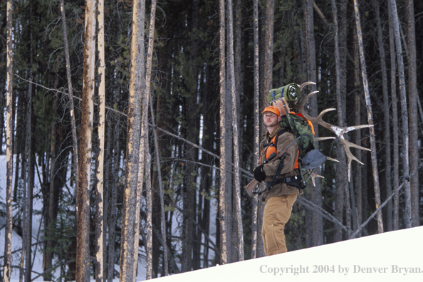 Big game hunter packing elk rack out on snowshoes.