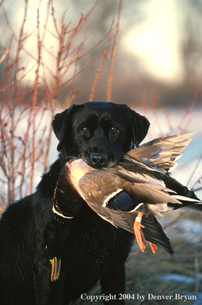 Black Labrador Retriever with mallard