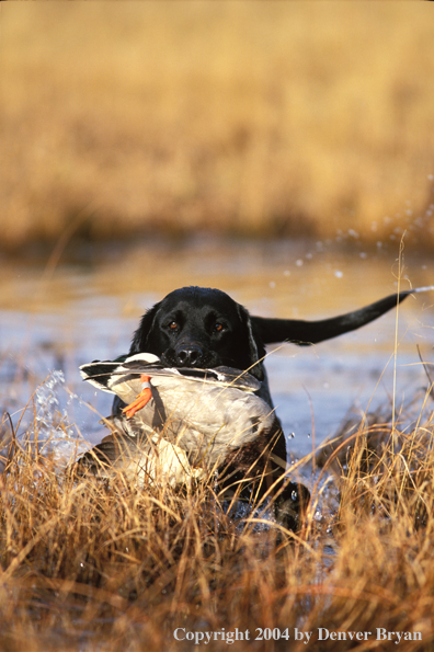 Black Labrador Retriever with mallard