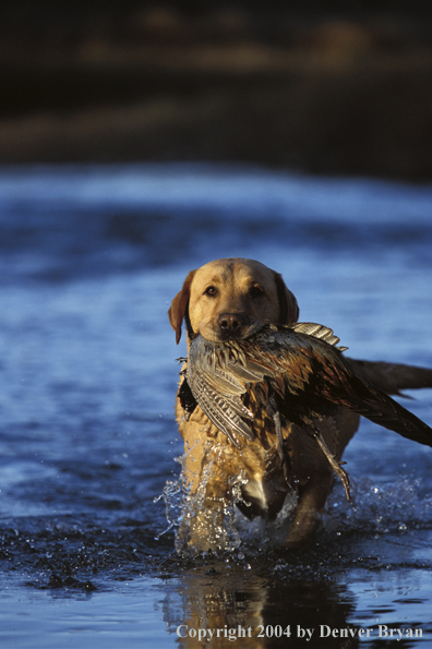 Yellow Labrador Retriever retrieving pheasant