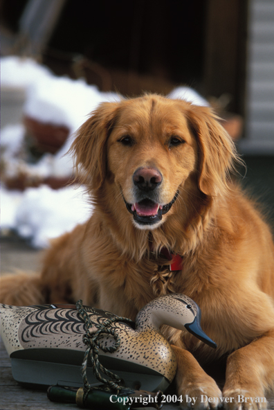 Golden Retriever with decoy.  