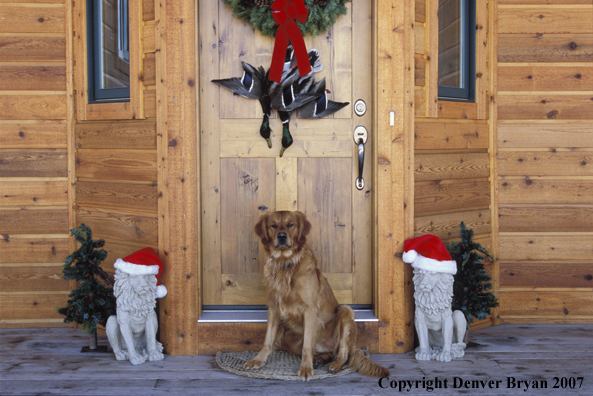 Golden Retriever on doorstep.