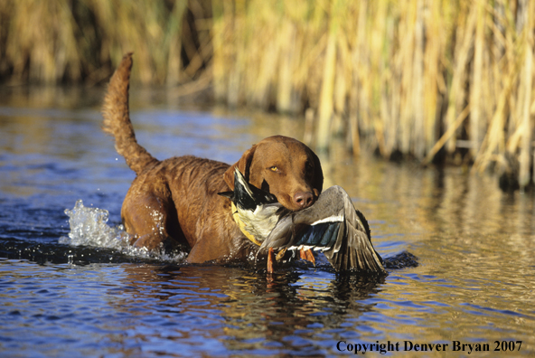 Chesapeake Bay Retriever in field