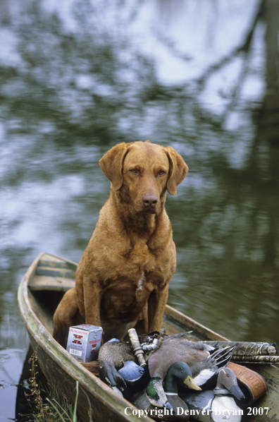 Chesapeake Bay Retriever in field