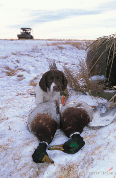 Springer spaniel pup with bagged ducks.