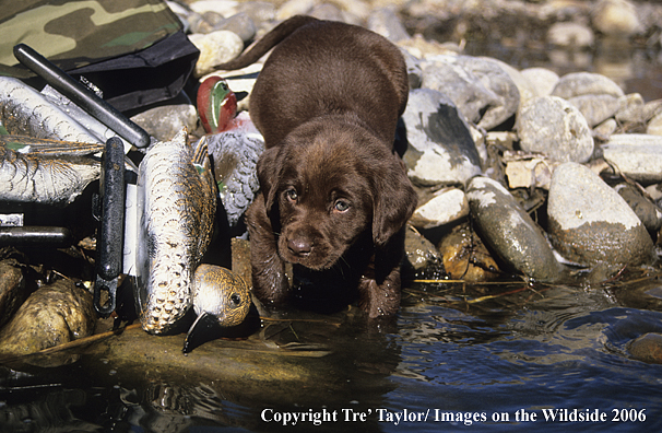 Chocolate labrador retriever puppy at shore.