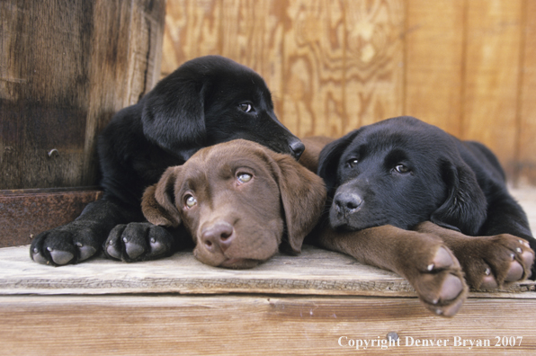 Multi-colored Labrador Retriever puppies