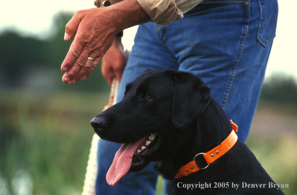 Trainer with black Labrador Retriever.