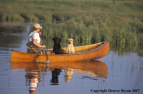 Yellow and black Labrador Retrievers in canoe with owner