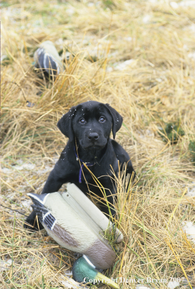 Black Labrador Retriever puppy with decoy