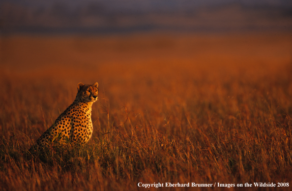 Cheetah at dusk