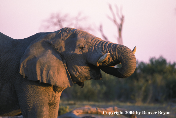 African elephant at sunrise/sunset.