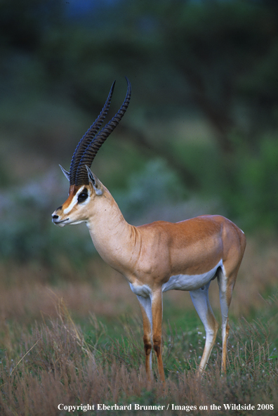 Grant's Gazelle