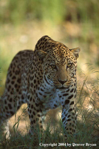 Leopard in habitat. Africa