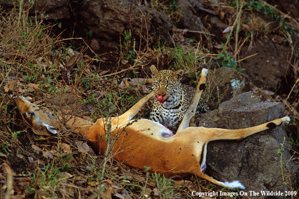 Leopard with Kill