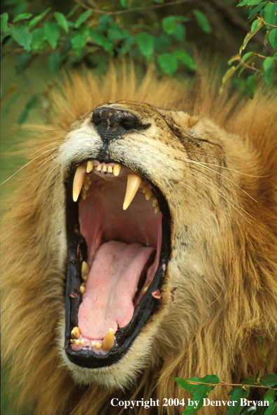 Male African lion yawning.  Africa