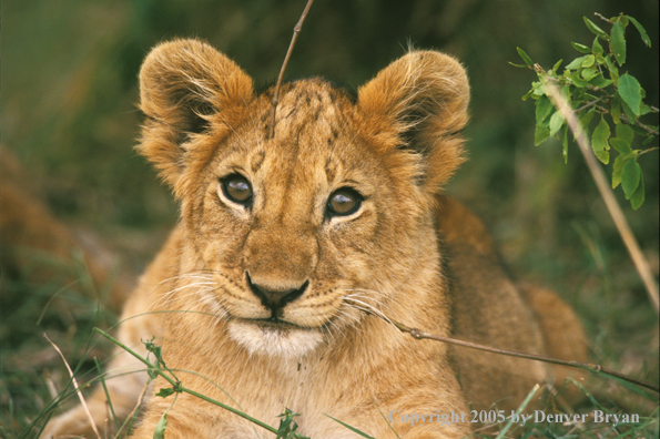 Lion cub in habitat. Africa