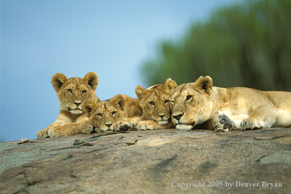 Lion cubs with lioness. Africa.