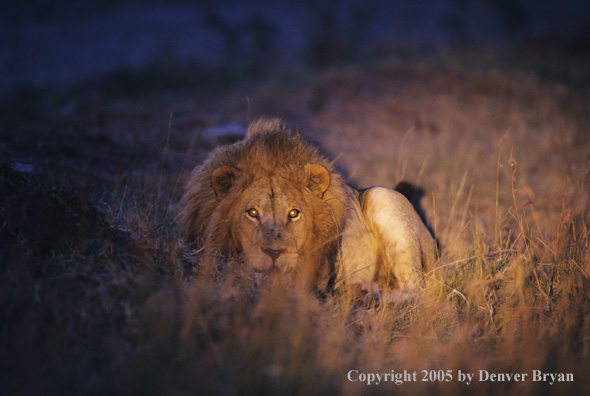 African lion in the bush at night.