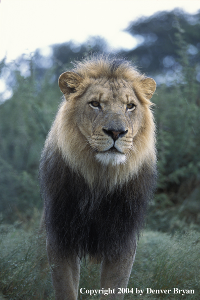 Male African lion in habitat. Africa