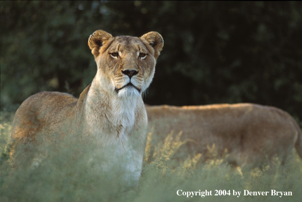 Female African lions in habitat.  Africa