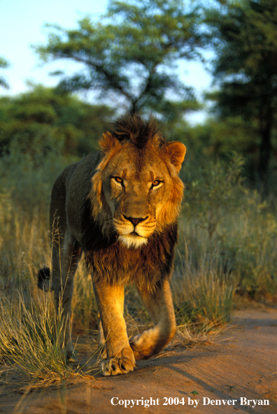 Male African lion in habitat. Africa