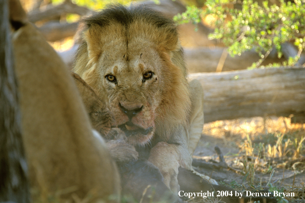 Male African lion with kill.