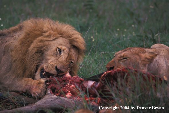 Male and female African lions feeding. Africa