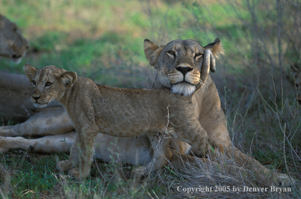 Lion cub with lioness. Africa.