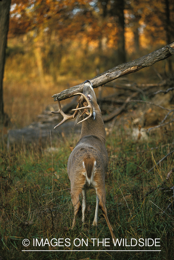 Whitetailed deer scent marking.