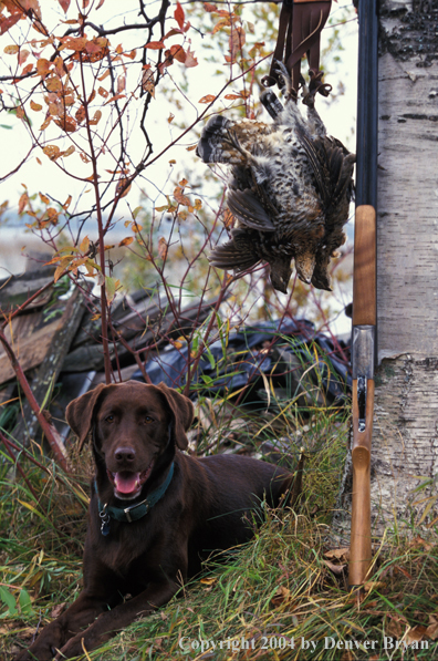 Chocolate Labrador Retriever with shotgun and ruffed grouse