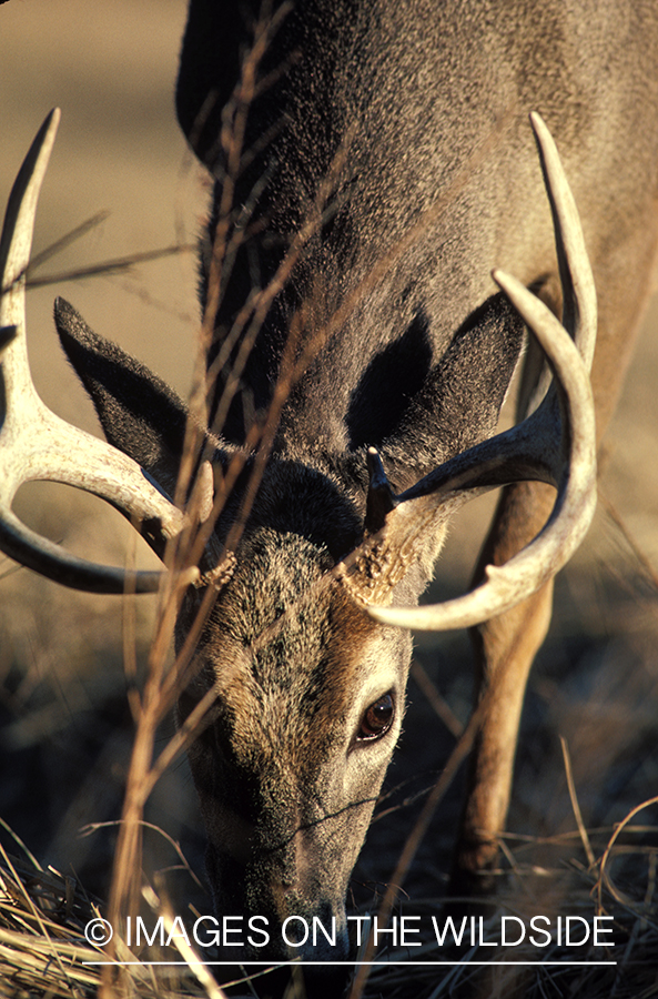 Whitetailed deer grazing/in rut (close-up).