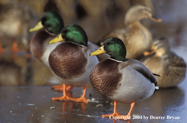 Mallards standing/sitting on ice