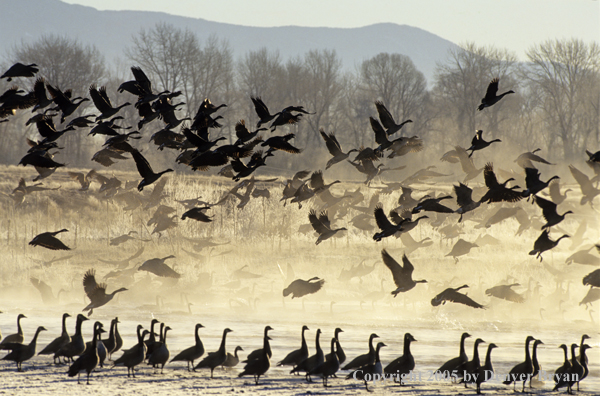 Canada geese taking flight from frozen lake.