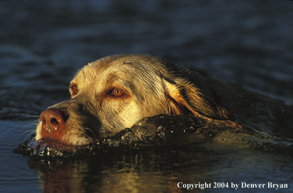 Yellow Labrador Retriever swimming