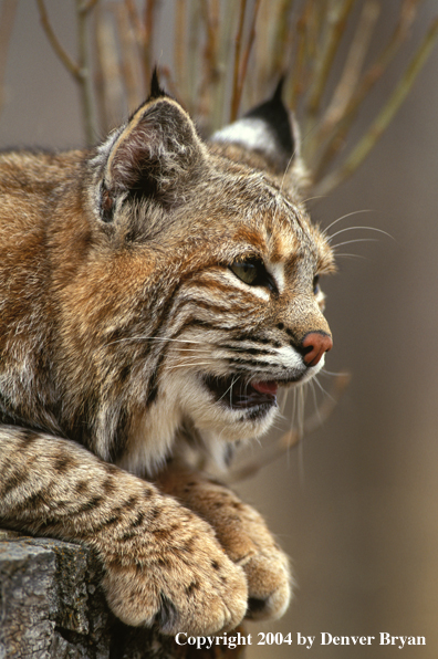 Bobcat in habitat.