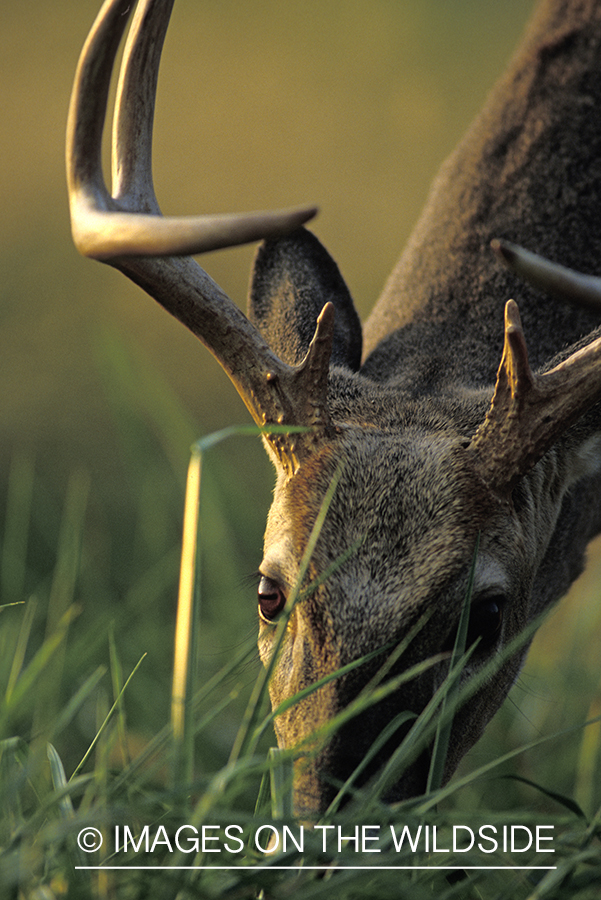 Whitetail deer grazing.