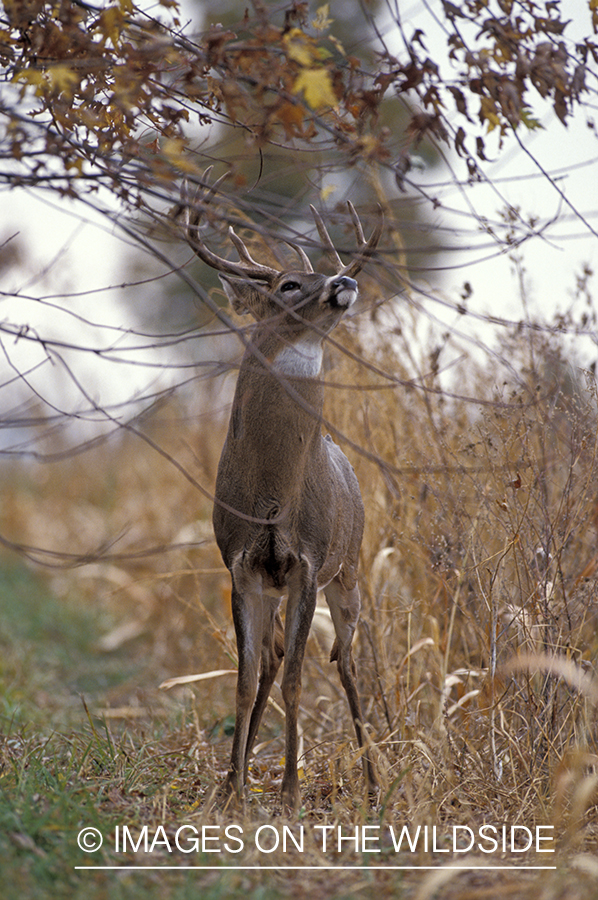 Whitetail deer scent marking.