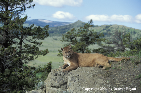 Mountain lion in habitat