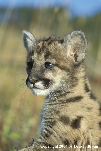 Mountain lion cub in habitat