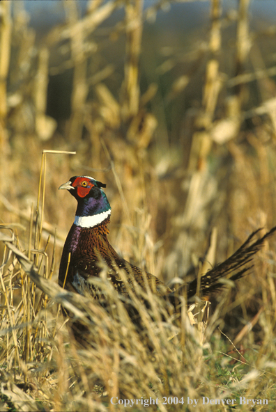 Ring-necked pheasant in field.