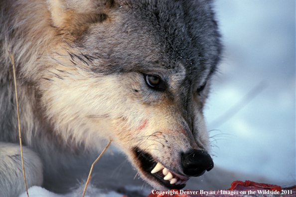 Gray wolf snarling (closeup).